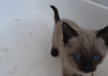 Gatti