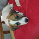 JACK RUSSELL TERRIER CUCCIOLI