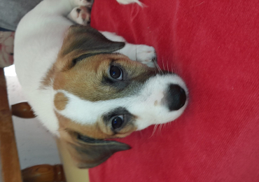 JACK RUSSELL TERRIER CUCCIOLI