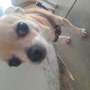 Vendo chihuahua