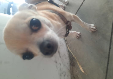 Vendo chihuahua