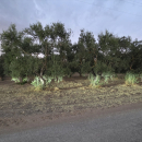 TERRENO AGRICOLO IN VENDITA A