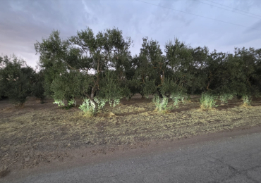 TERRENO AGRICOLO IN VENDITA A