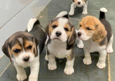 Cuccioli Beagle tricolore