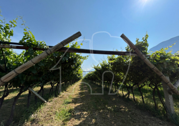 MEZZOCORONA (TN)