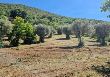 PALOMBARA SABINA (RM)