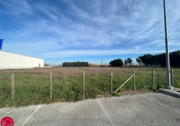 PALAIA (PI)