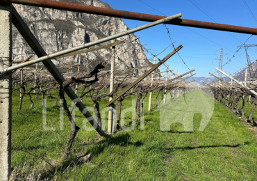 SALORNO SULLA STRADA DEL VINO/SALURN