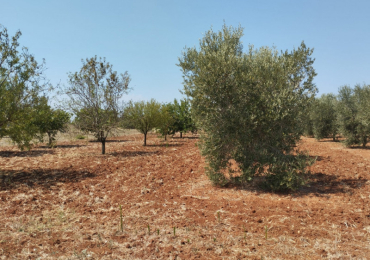 CASARANO (LE)