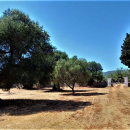 Ostuni – vendita uliveto