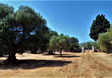 Ostuni – vendita uliveto