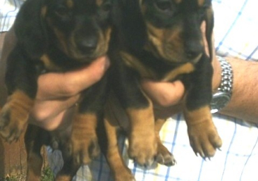 Bassotto nano femminucce