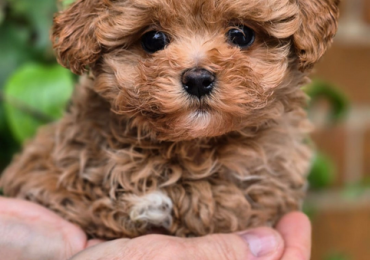Cuccioli di barboncino nano disponibili