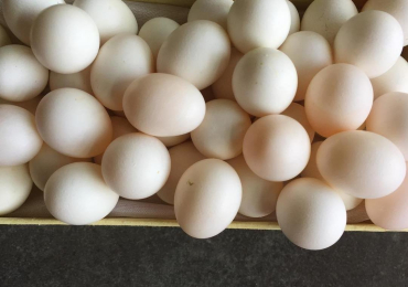 Uova fertili di pappagallo e uova di uccelli fertili in vendita