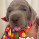 weimaraner