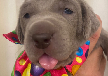 weimaraner