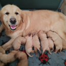 GOLDEN CUCCIOLI CON PEDIGREE ENCI E GENITORI TESTATI