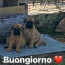 Cuccioli Bullmastiff