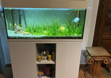 Acquario / Vasca Pesci