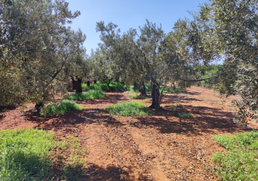 Fondo agricolo  Campobello di Mazara