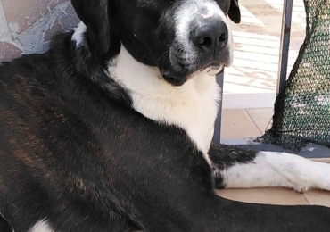 Regalo cane