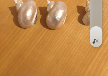 Conchiglie
