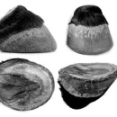 Pareggio naturale (metodo barefoot) per zoccoli di cavalli