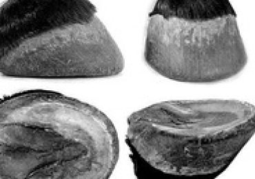 Pareggio naturale (metodo barefoot) per zoccoli di cavalli
