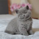 Gattini British Short Hair in adozione.