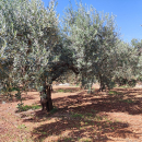 A CASTELVETRANO SICILIA TERRENO AGRICOLO