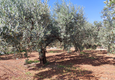 A CASTELVETRANO SICILIA TERRENO AGRICOLO