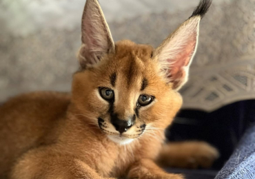 Sono disponibili splendidi cuccioli di caracal.