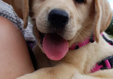 Cuccioli di Labrador e di Jack Russell con Pedigree