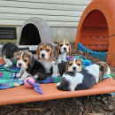 Bellissimi cuccioli di Beagle in adozione.