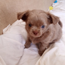 CUCCIOLO CHIHUAHUA