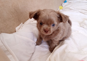 CUCCIOLO CHIHUAHUA
