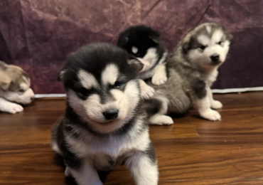 Meravigliosi cuccioli di Alaskan Malamute