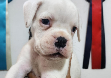 BELLISSIMA CUCCIOLA DI BOXER