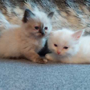 Splendidi gattini Ragdoll addestrati per l’adozione